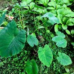 Taro leaves & stems used
